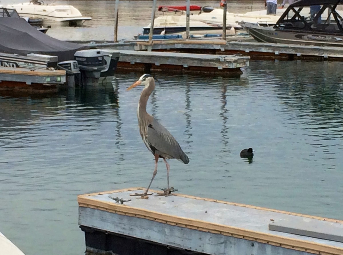 Sandpoint Marina dock