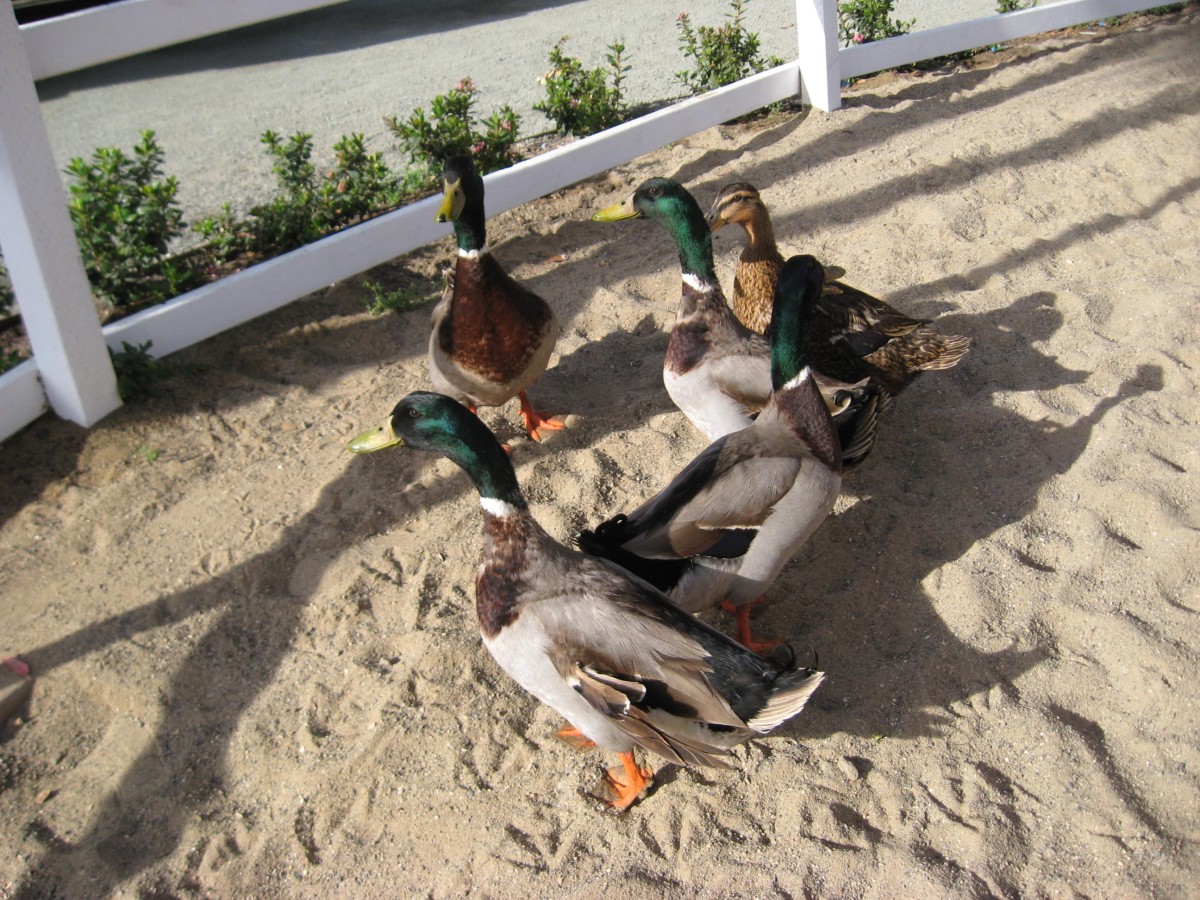 ducks