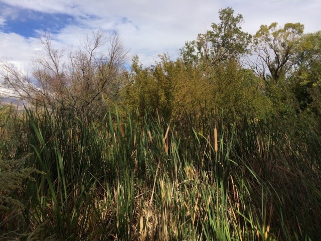 Small stream