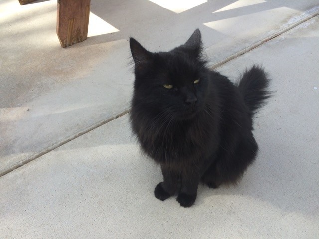 The resident Black Cat