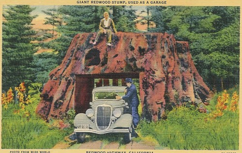 c.1936
Redwood Highway, CA
Photo from Wide World
6A-H2862 (CURTEICH-Chicago)
