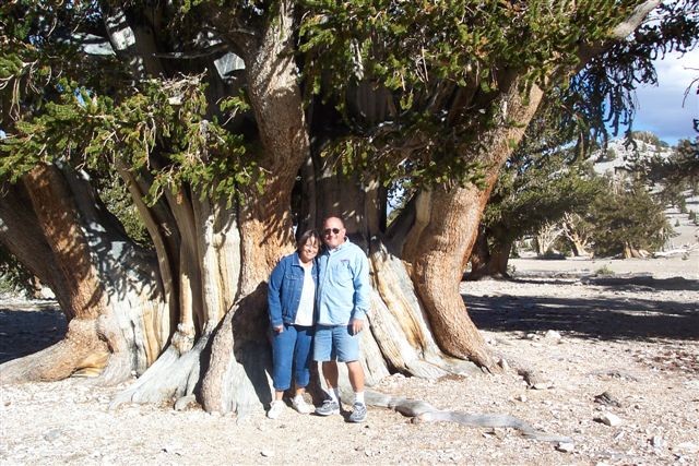 Great tree