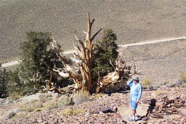 Some dead wood over 10,000 yrs old