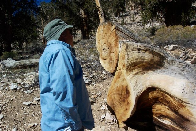 Bristlecone Ancient Pine Forest