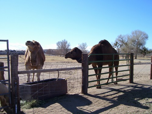 Yes, camels at Mojave Narrows.