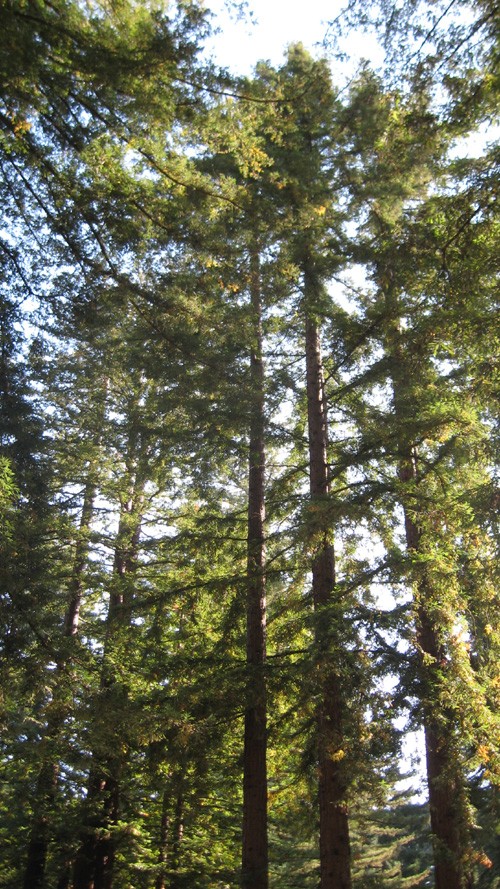TRAILER IN THE TREES
Smithwoods RV Park
Felton, California
August 7 - 9, 2009