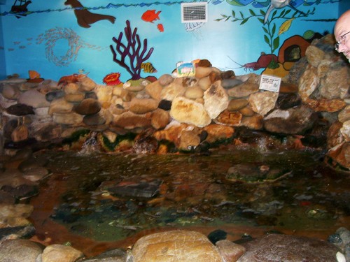 
Tide pool in the Discovery Center 