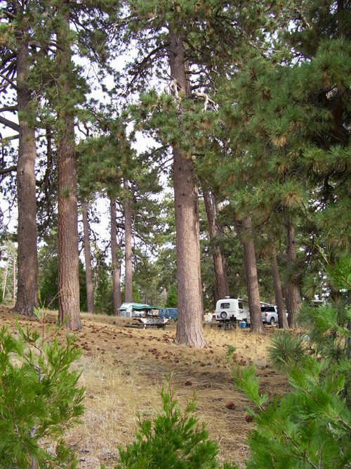 
Camping among the tall pines . . . 