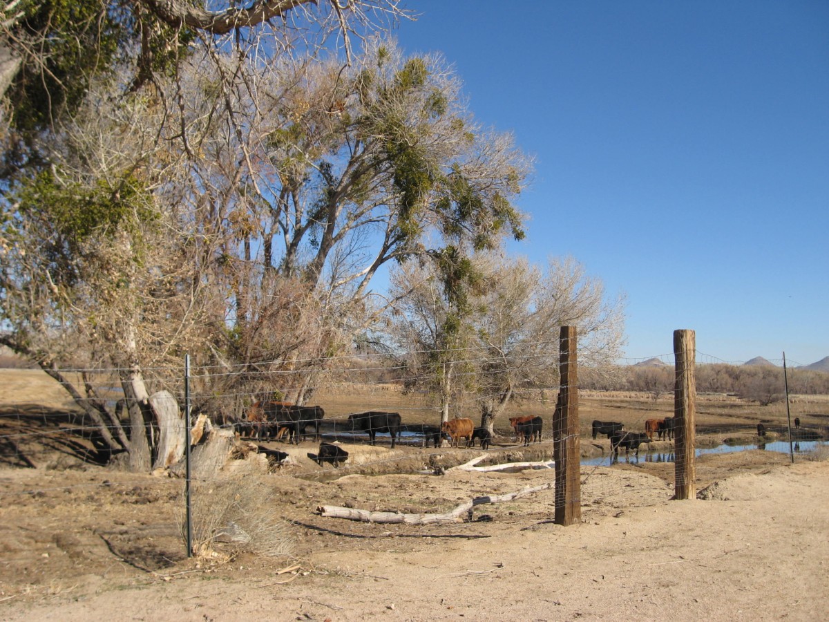 Cows