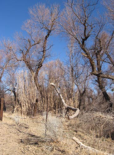 
This is the color of winter at Mojave Narrows; it's a rich green in the spring and summer. 