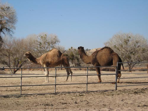 We always enjoy watching the camels