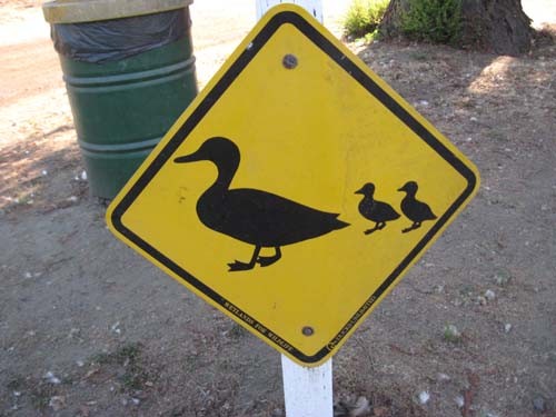 
Duck crossing 