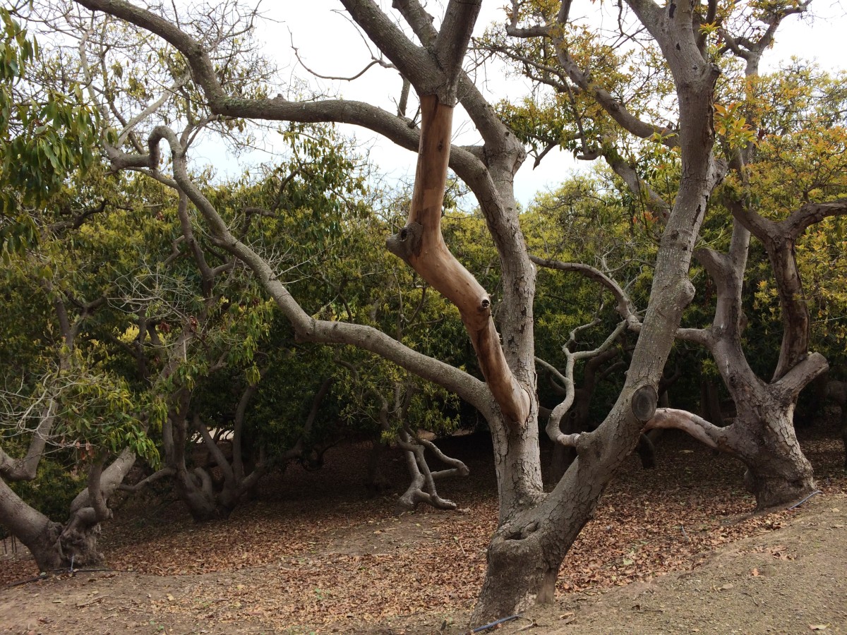 Taking a short jaunt to
El Capitan Beach