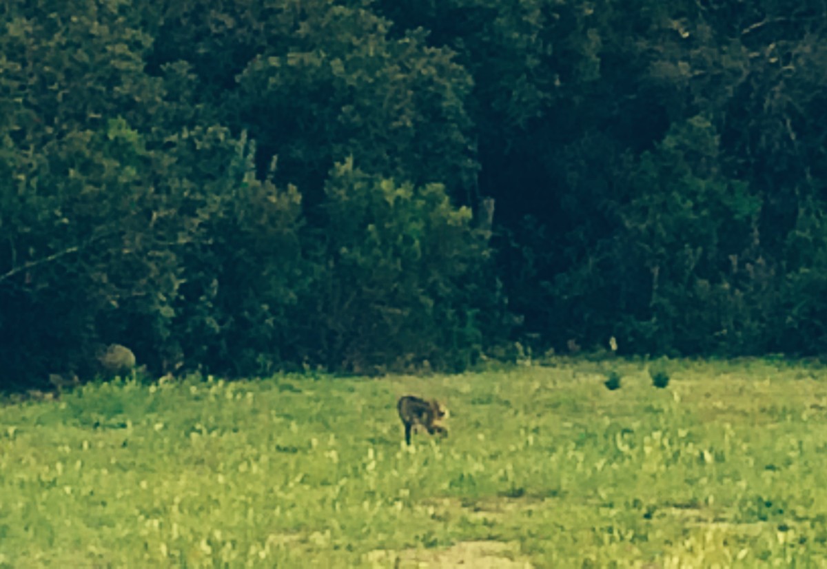 Bobcat spotted on
the way...